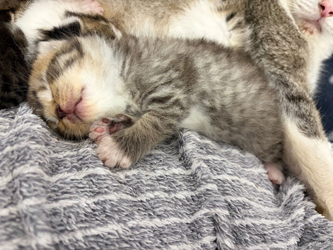 Beautiful Bengal X Maine Coon Baby Kittens