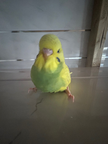 Baby budgies for sale