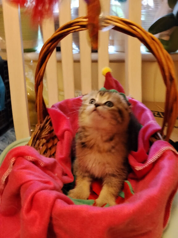 Scottish fold mixed litter