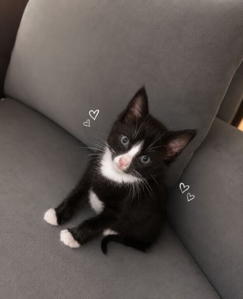 Kitten