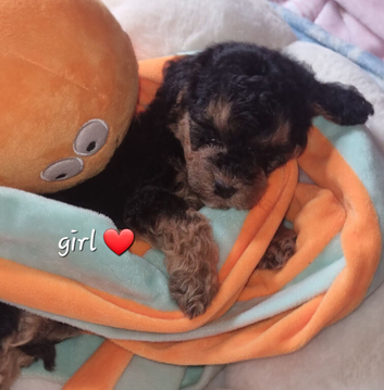 Beautiful cockerpoos only 1 girl available
