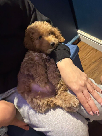 Cockapoo 10 weeks