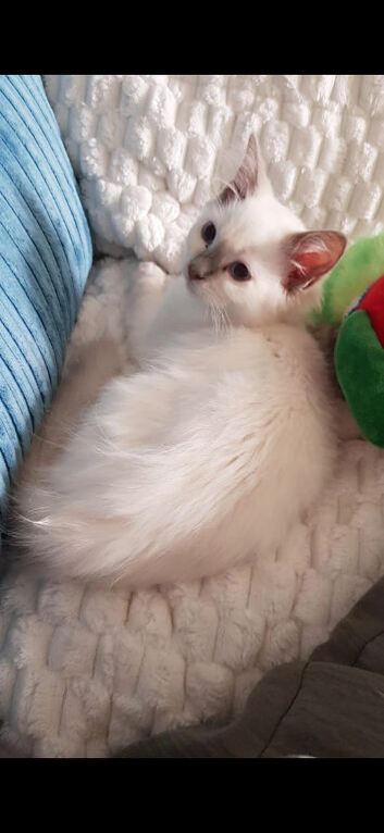 GCCF lilac Ragdoll boy kittens