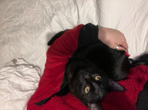Beautiful all black male cat for rehoming