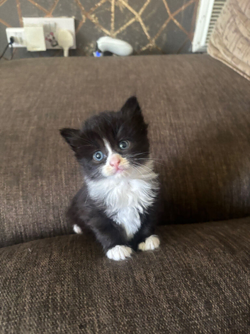 3 Adorable kittens