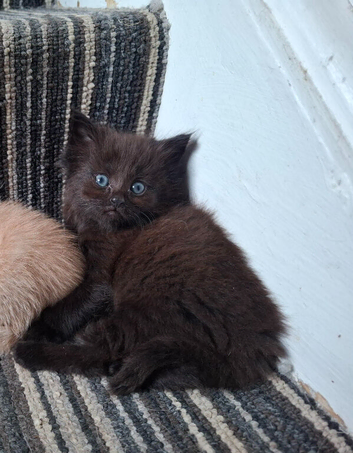 READY FROM THIS WEEKEND - 5 FLUFFY MAINE COON CROSS KITTENS (2 LEFT)