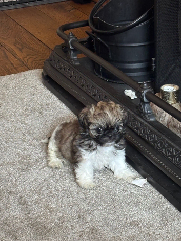 One adorable little girlShih tzu puppy