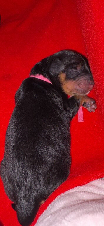F1B cavapoo puppies born on 1/6/26