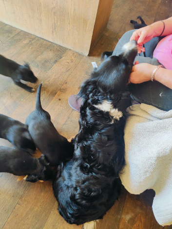 Collie x lab