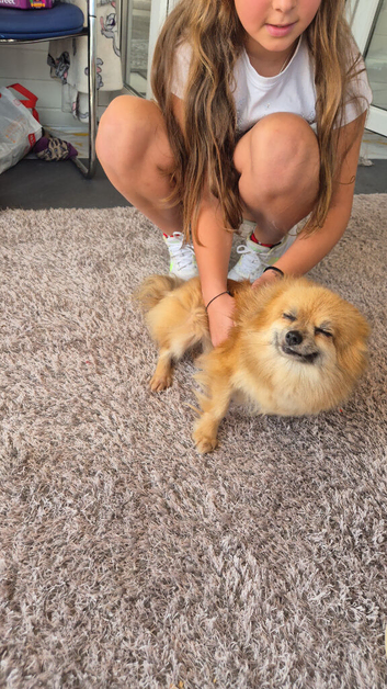 Girl pomeranian