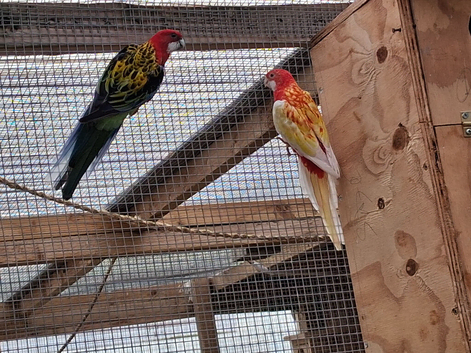 Rosellas for sale unrelated pair
