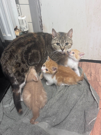 Kittens ready