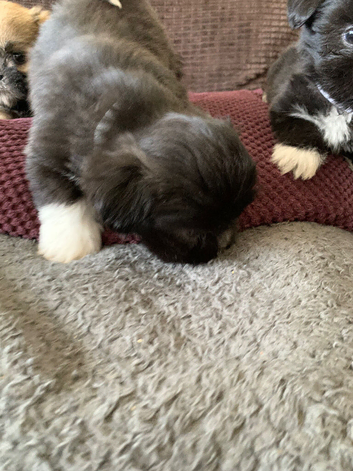 Adorable Lhasa Apso Boy puppies for sale