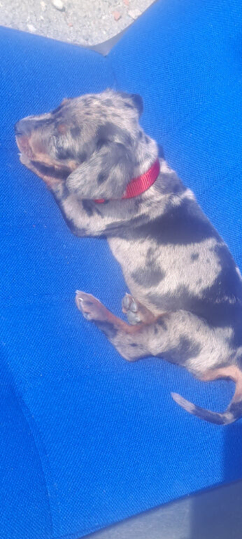 Mini daschound