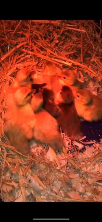 Muscovy ducklings