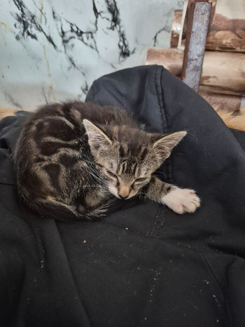 12wk old kittens