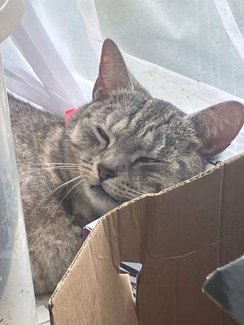 Rehome