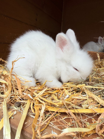 Double main lionhead