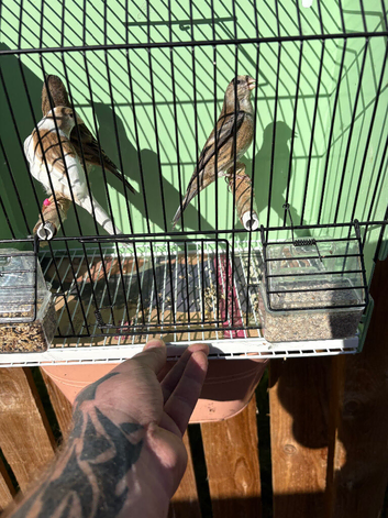 2 blue goldfinch mules + the female they where bred off