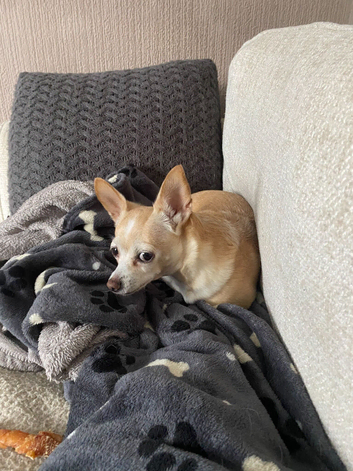 Poppy 8years 8months half Chihuahua/Bichon fries.