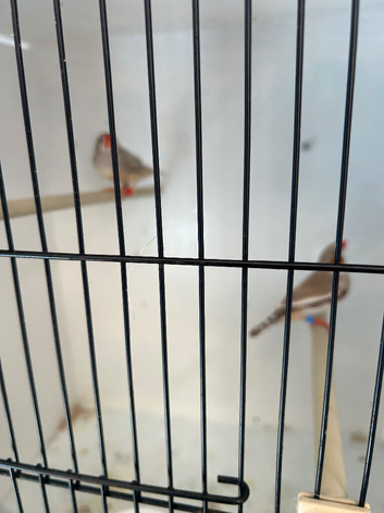 Loads of finches Zebs bengals penguins black check