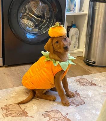 Fox Red Female Lab