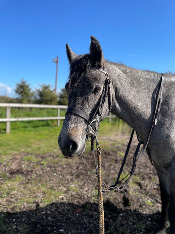 Poppy! Class 1 &bull; 3yo &bull; Mare
