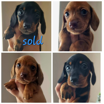 Stunning mini ( kinachen) dachshunds