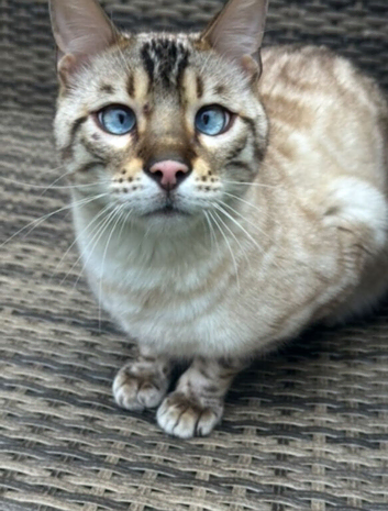 5 beautiful Bengal kittens
