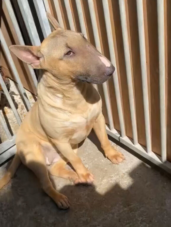 Kc Reg Fawn & White English Bull Terrier
