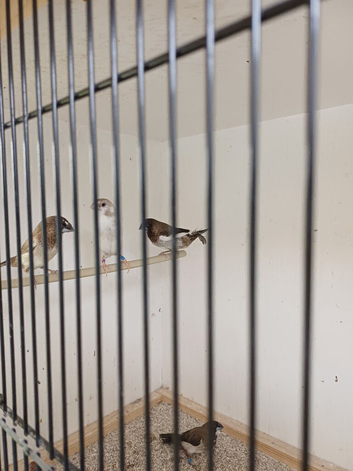 Young unsexed bengalese finches for sale