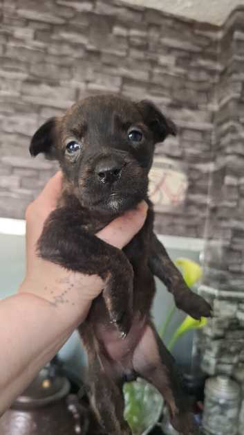 Puppies