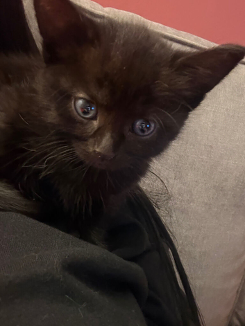 Black cat