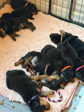 10 healthy puppies Rottie xx 5 ️Now available ️