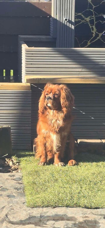 King Charles cavalier