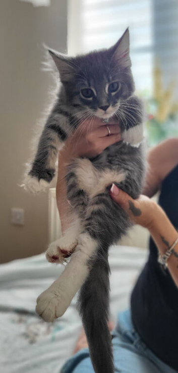 Main coone kittens
