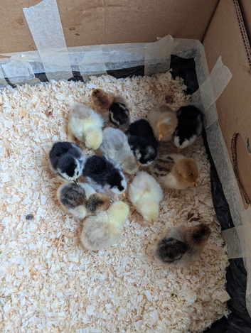 Pekin bantam hen