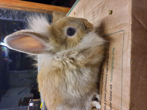 2 female rabbits