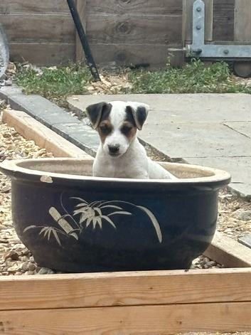 Pure Jack Russell
