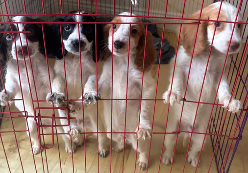 4 beautiful cockerspaniel puppies for sale