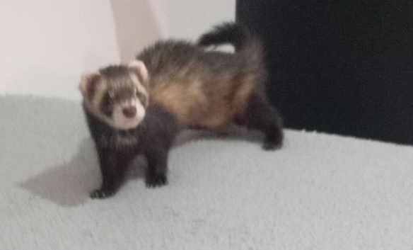 (Ready to go today) ​ THE HANDSOMEST LITTLE PIRATE YOU'LL EVER MEET! 13-MONTH-OLD HOB