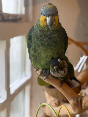 Amazon orange wing dna female