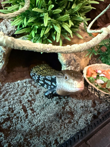 blue tongue skink (indonesian)