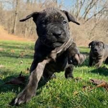 Puppy press canario