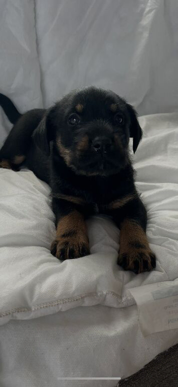 Rottweiler x German shepard