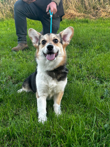 Bonnie - Tri Coloured Female (1 1/2 years old)
