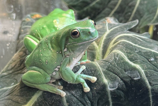 Rehoming 4 White's Tree Frogs FREE