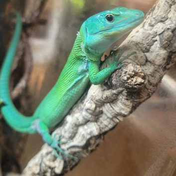 Green keel lizard full set up