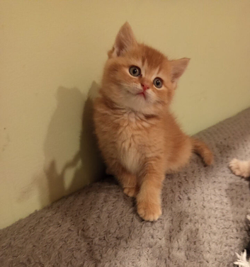 Kittens ready for rehoming