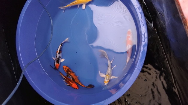 koi available &pound;5 small koi